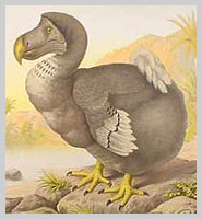 Reproduction of a specimen of a Dodo, the national emblem of Mauritius