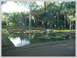 garden with lake