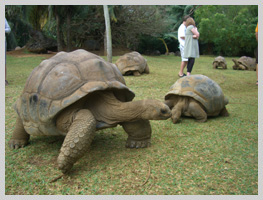giant turtles