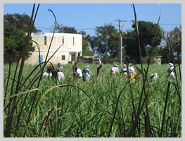 Local farm workers in the fields