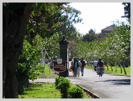 Spice, sugar cane and tea plantations can be found in all parts of Mauritius