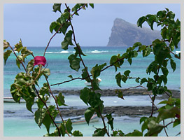 The coral reef