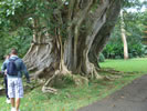 La flora alle Mauritius è rigogliosa gli alberi enormi