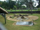 Le tartarughe una delle attrazioni faunistiche dell'isola