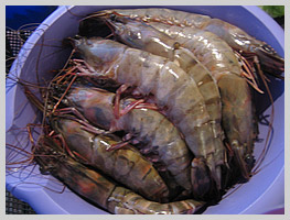 Prawns, one of the delicacies of Mauritius